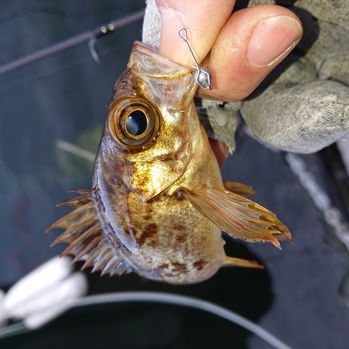 メバルの釣果