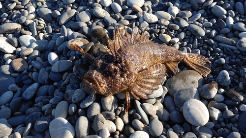 オニオコゼの釣果