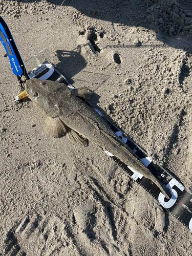 コチの釣果