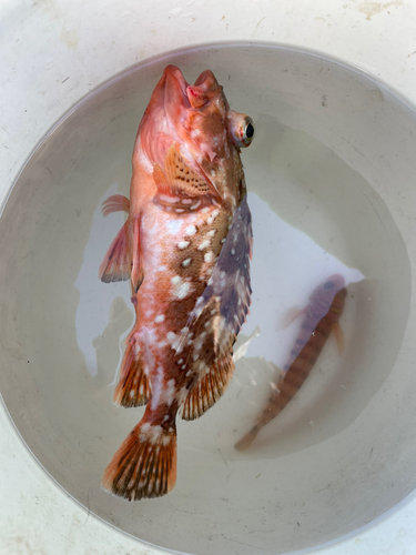 カサゴの釣果