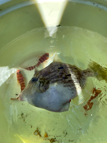 カワハギの釣果