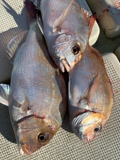 タイの釣果