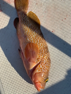 アコウの釣果