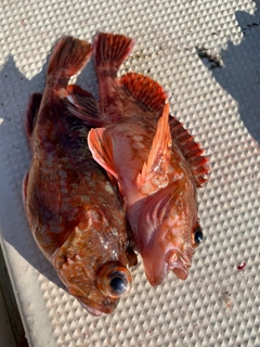 カサゴの釣果