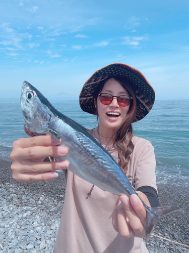 カツオの釣果