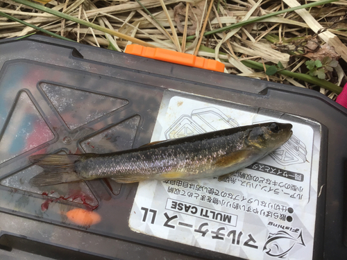 タカハヤの釣果