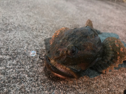 カジカの釣果