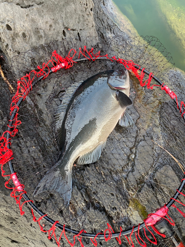 メジナの釣果