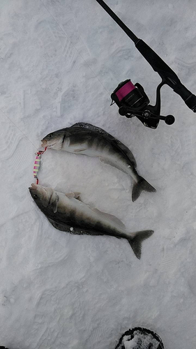 ホッケの釣果