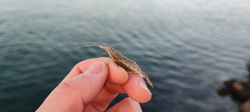 エビの釣果