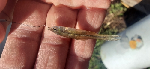 クチボソの釣果