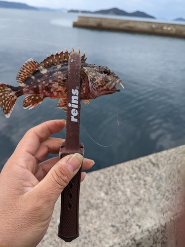 アラカブの釣果