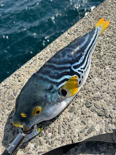 シマフグの釣果