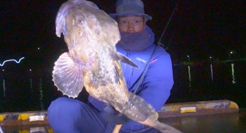 カジカの釣果