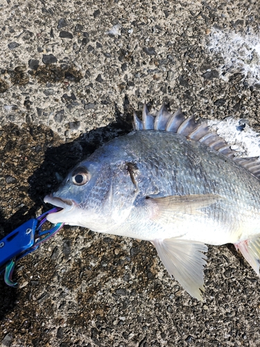 キビレの釣果