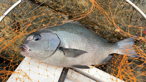 オナガグレの釣果