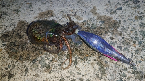 ミミイカの釣果