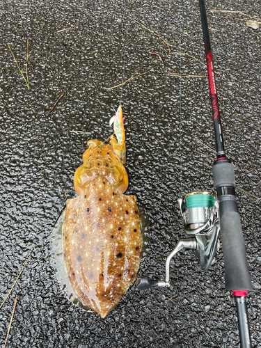 コブシメの釣果