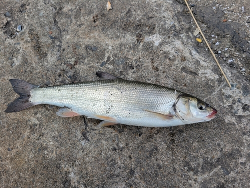 ウグイの釣果