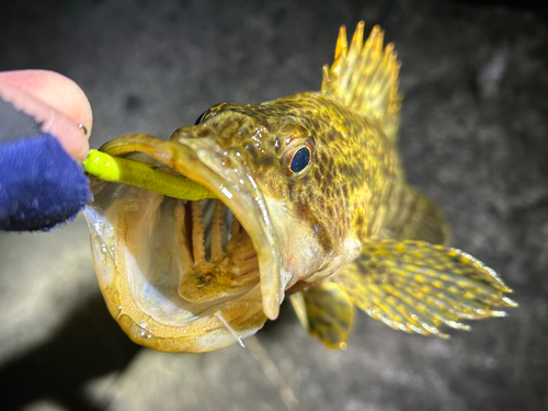 タケノコメバルの釣果