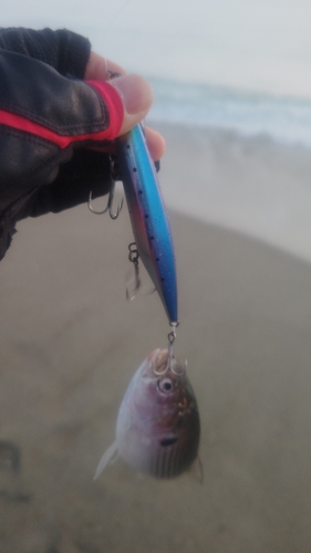 コノシロの釣果