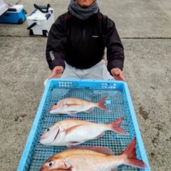 マダイの釣果