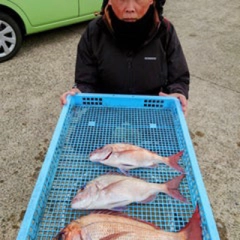 マダイの釣果