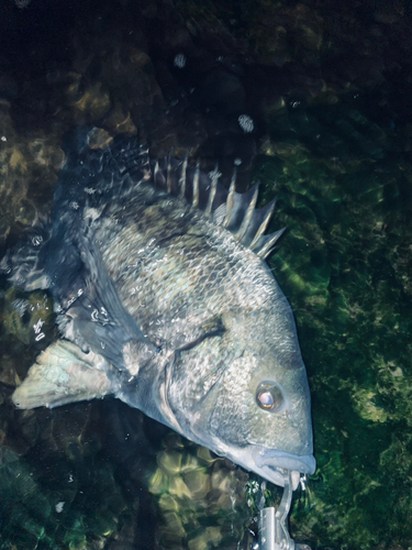 チヌの釣果