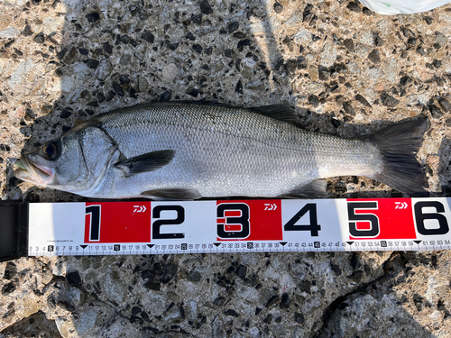 ヒラスズキの釣果