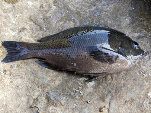 クロの釣果