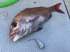 マダイの釣果