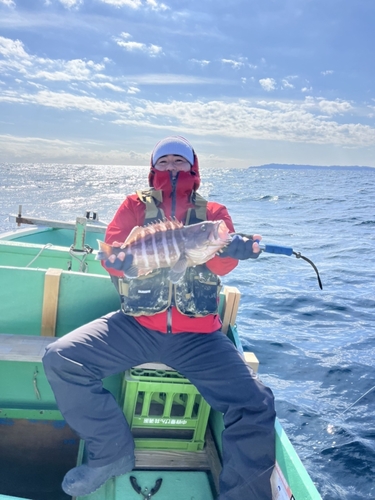 マハタの釣果