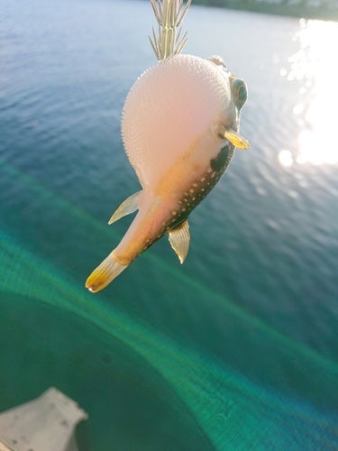 フグの釣果