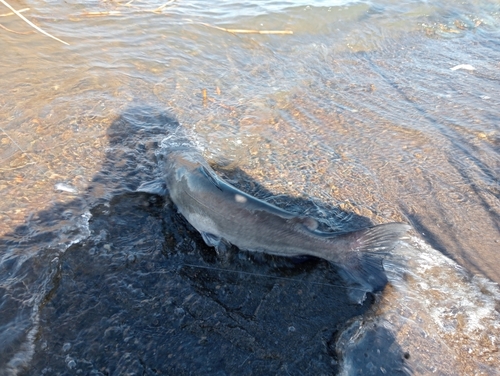 アメリカナマズの釣果