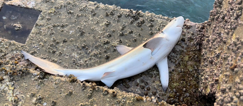 サメの釣果