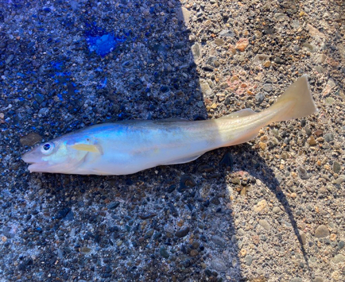 コマイの釣果