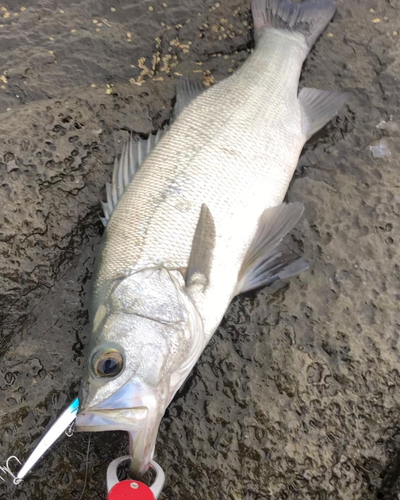 ヒラスズキの釣果