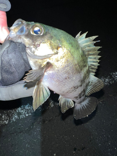 メバルの釣果