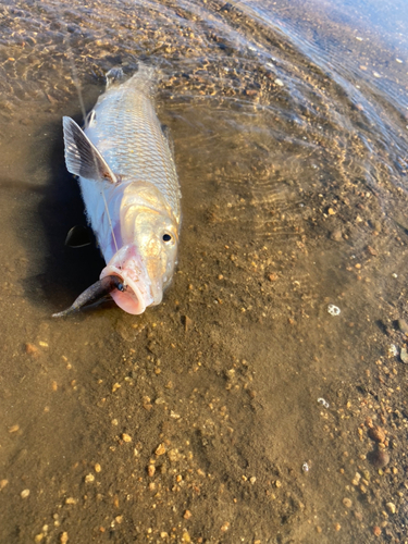 ニゴイの釣果