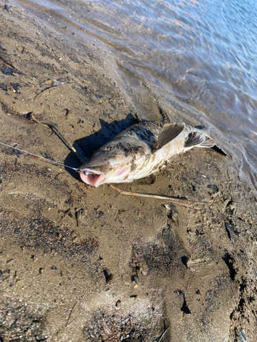 ニゴイの釣果