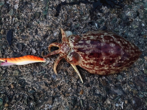 コウイカの釣果