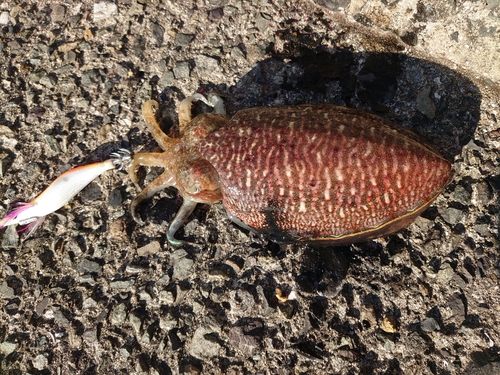 コウイカの釣果