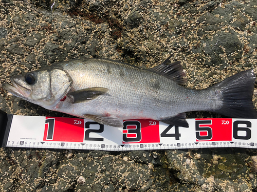 ヒラスズキの釣果