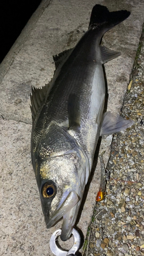 マルスズキの釣果