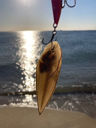 シタビラメの釣果