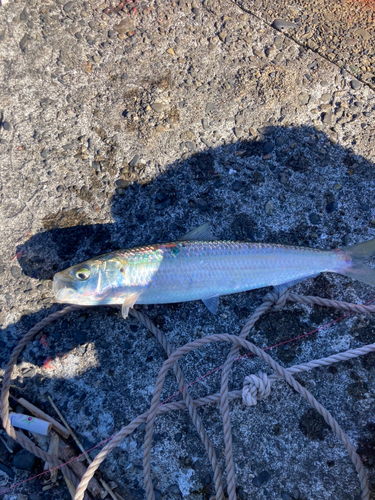 カタボシイワシの釣果