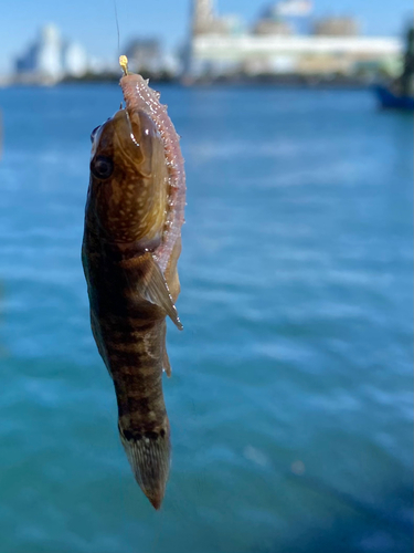 ハゼの釣果