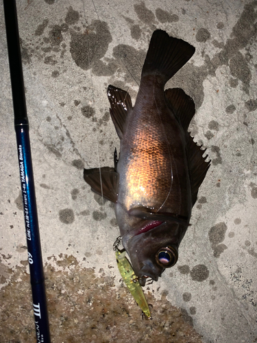 クロメバルの釣果