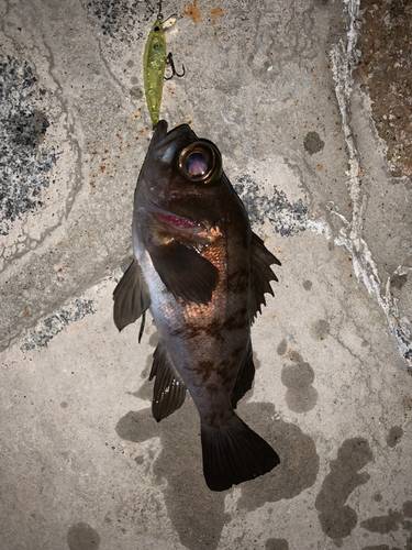 クロメバルの釣果