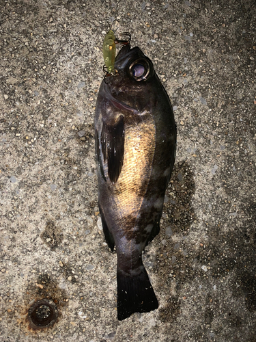 シロメバルの釣果